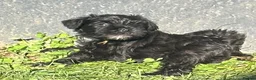 Miniature Schnauzer dogs for sale: Adorable KC registered Miniature Schnauzer Pupps - Advert 8