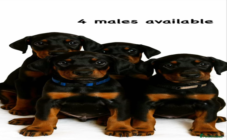 Dobermann dogs - Advert 8