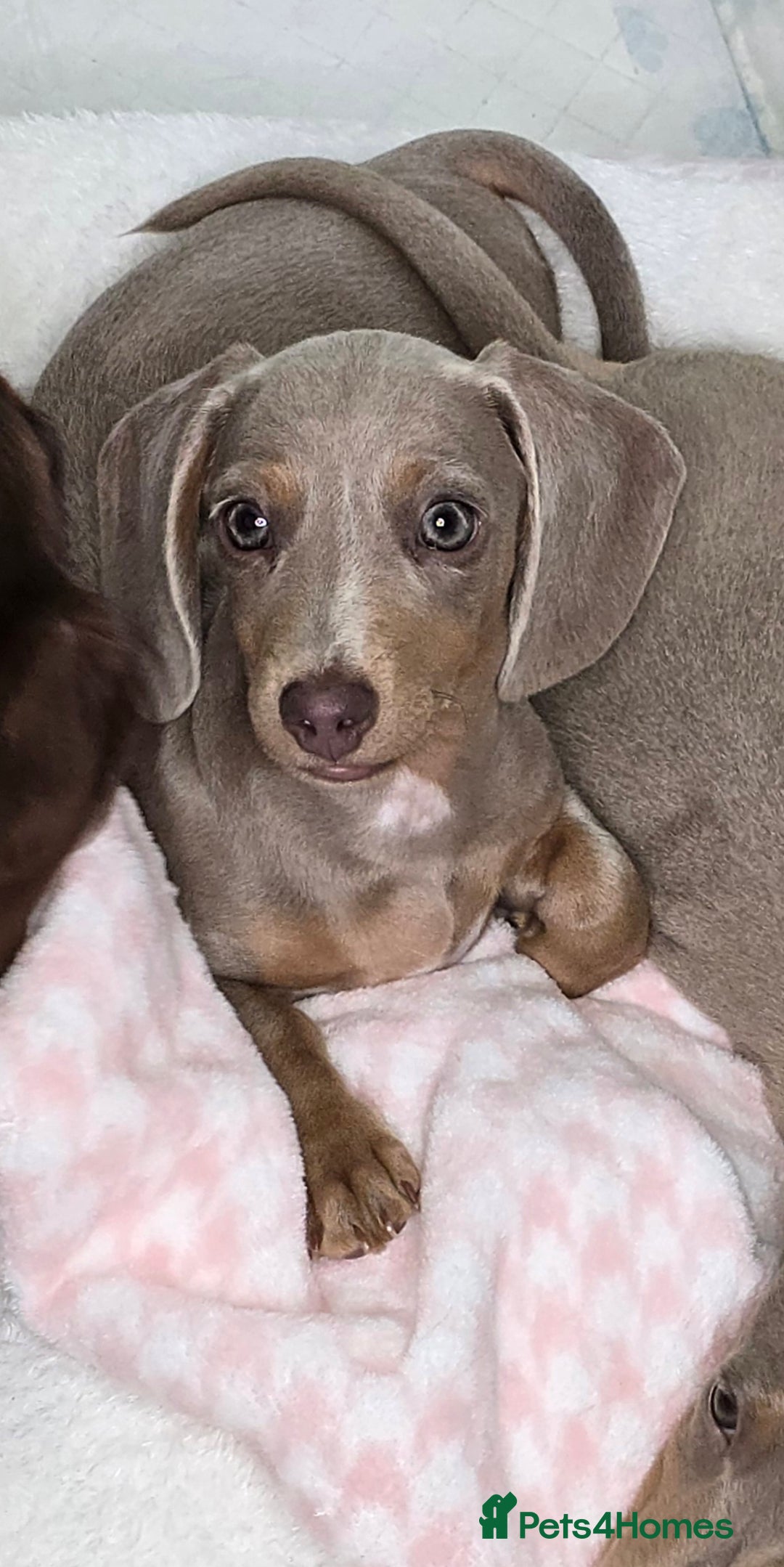 Miniature Dachshund dogs for sale: Dachshunds for sale  - Image 5