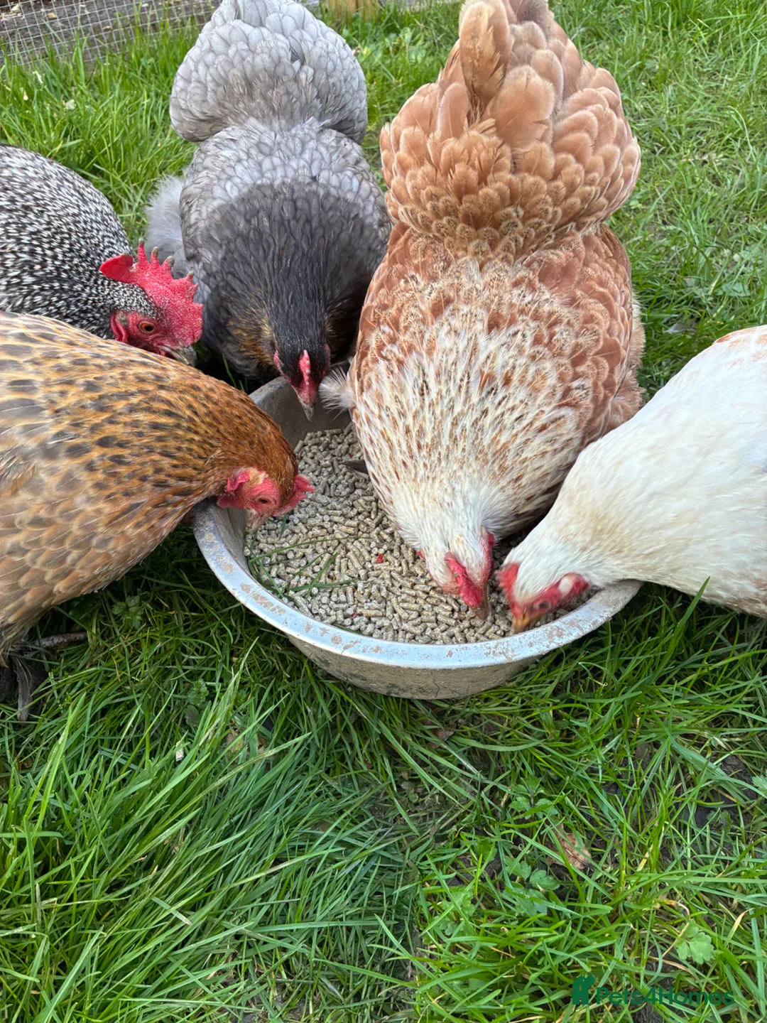Chickens poultry for sale: Pekin Hatching Eggs for Sale in Mayfield - Advert 1