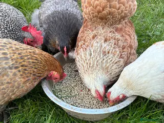 Chickens poultry Pekin Hatching Eggs for Sale - Advert 2