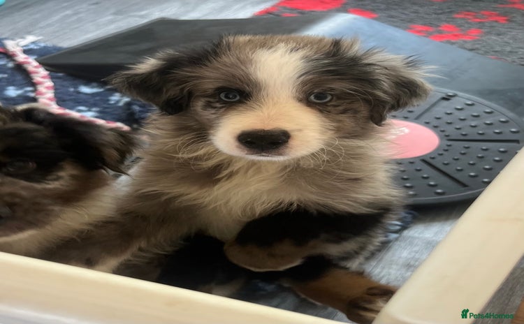 Miniature American Shepherd dogs - Advert 1
