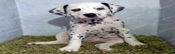Dalmatian dogs for sale: Show Line LUA KC Dalmatian Puppies - Licensed - Advert 20