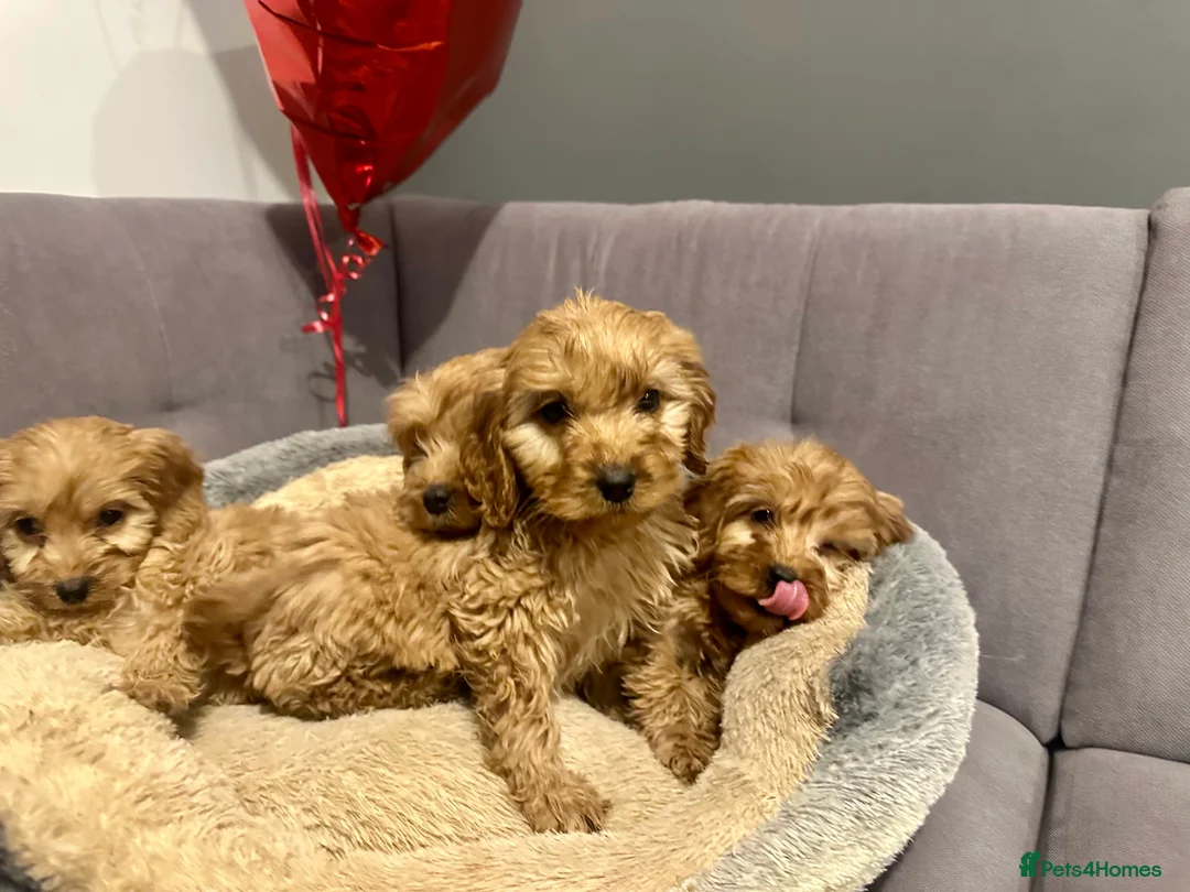 Cavapoo dogs for sale: Cavapoo puppies - Advert 3