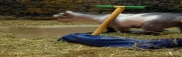 Goats livestock for sale: 2 Pygmy Goat Wethers - Advert 4