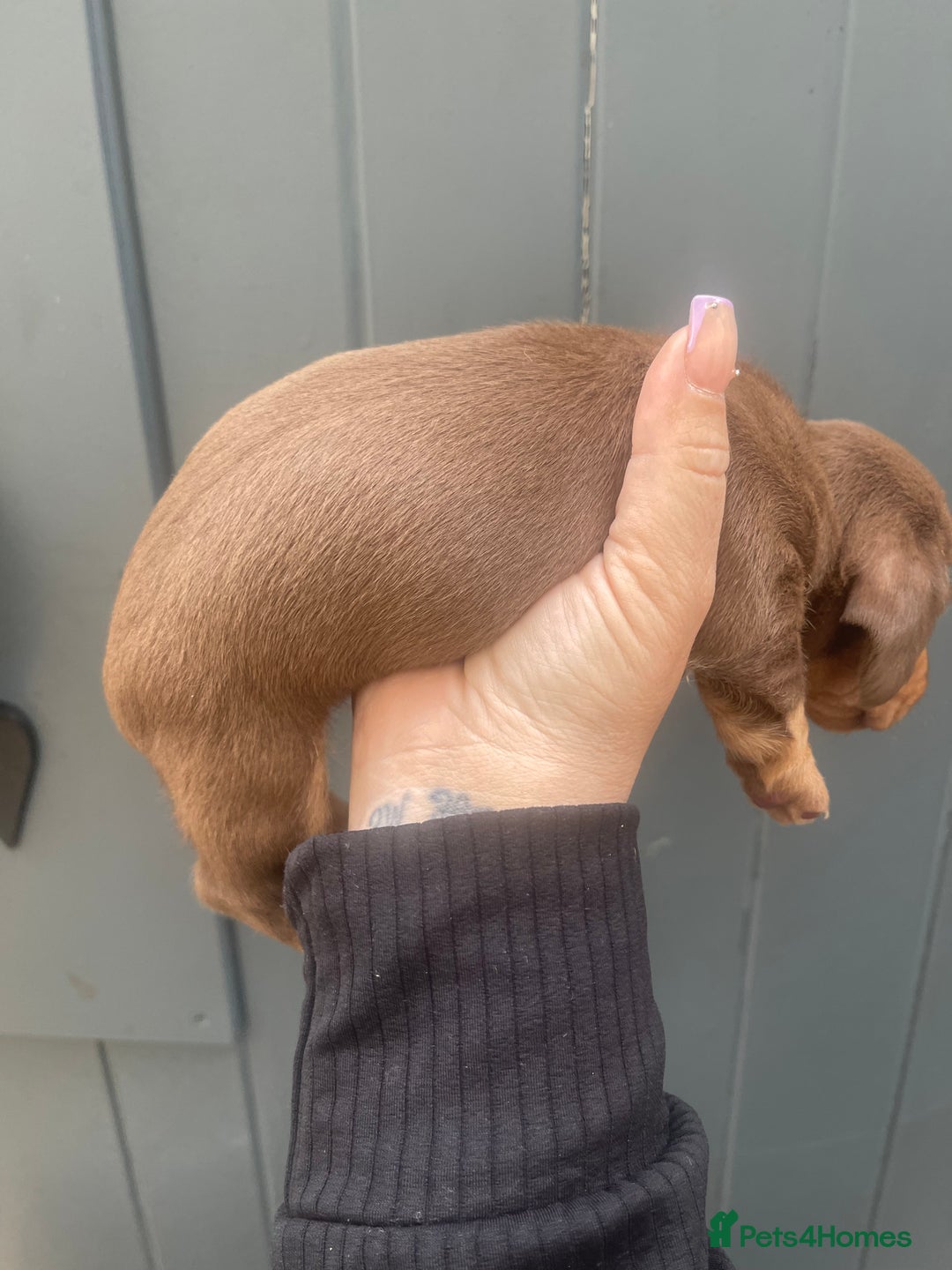 Dachshund dogs for sale: Dachshund puppies  - Image 2