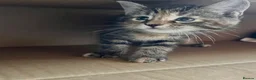 Maine Coon cats for sale: Half Maine coon (Last lady) - Advert 22