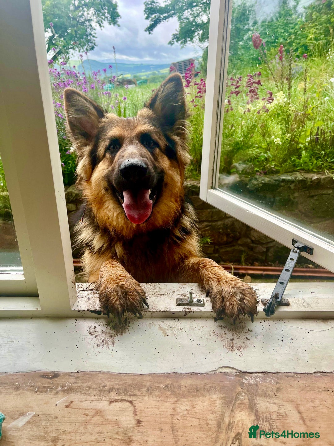 German Shepherd dogs for sale: Puppies - Long hair/Straight back German Shepherd - Advert 16