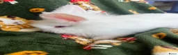 Lionhead rabbits for sale: 3 lion heads  - Advert 6