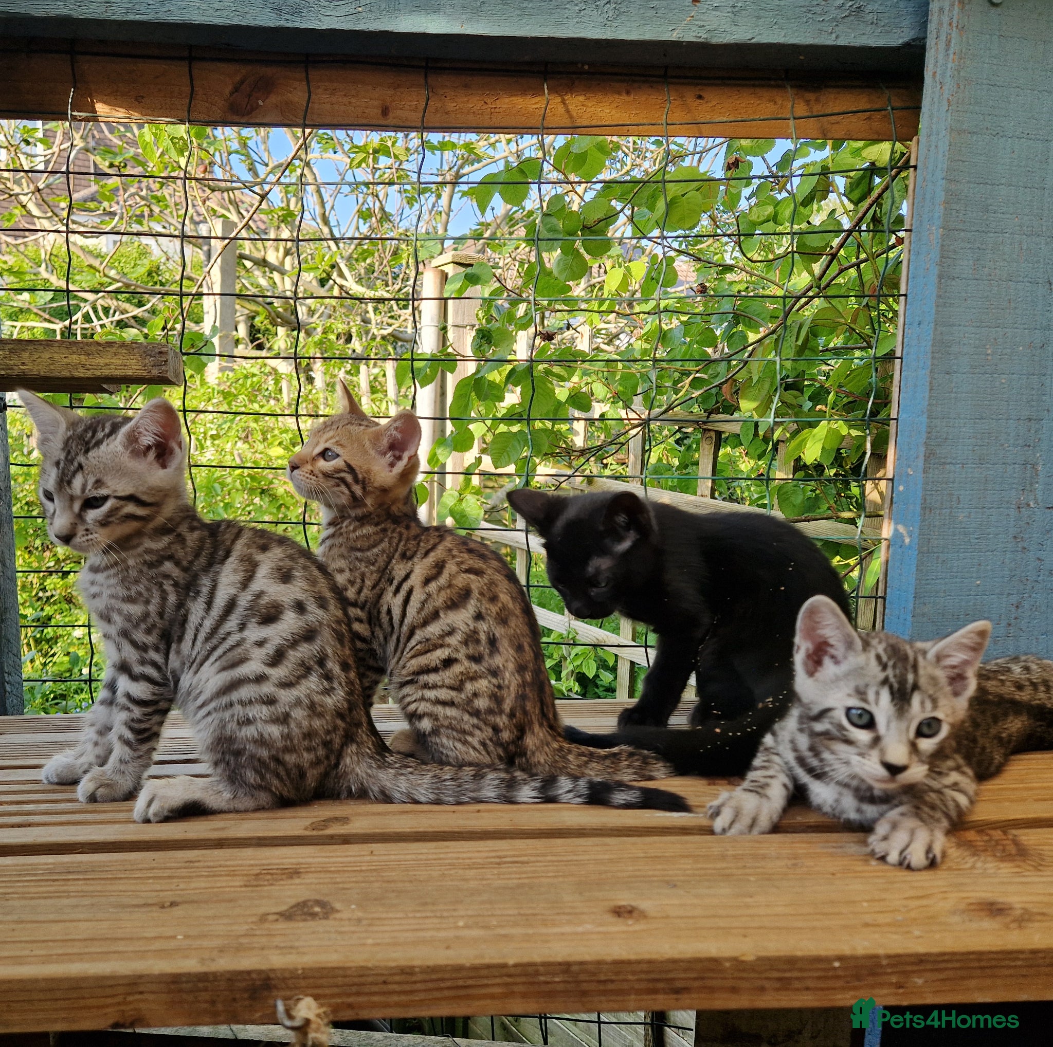 Mixed Breed cats for sale: 7/8ths Bengal, 1/8th Siamese kittens  - Advert 17
