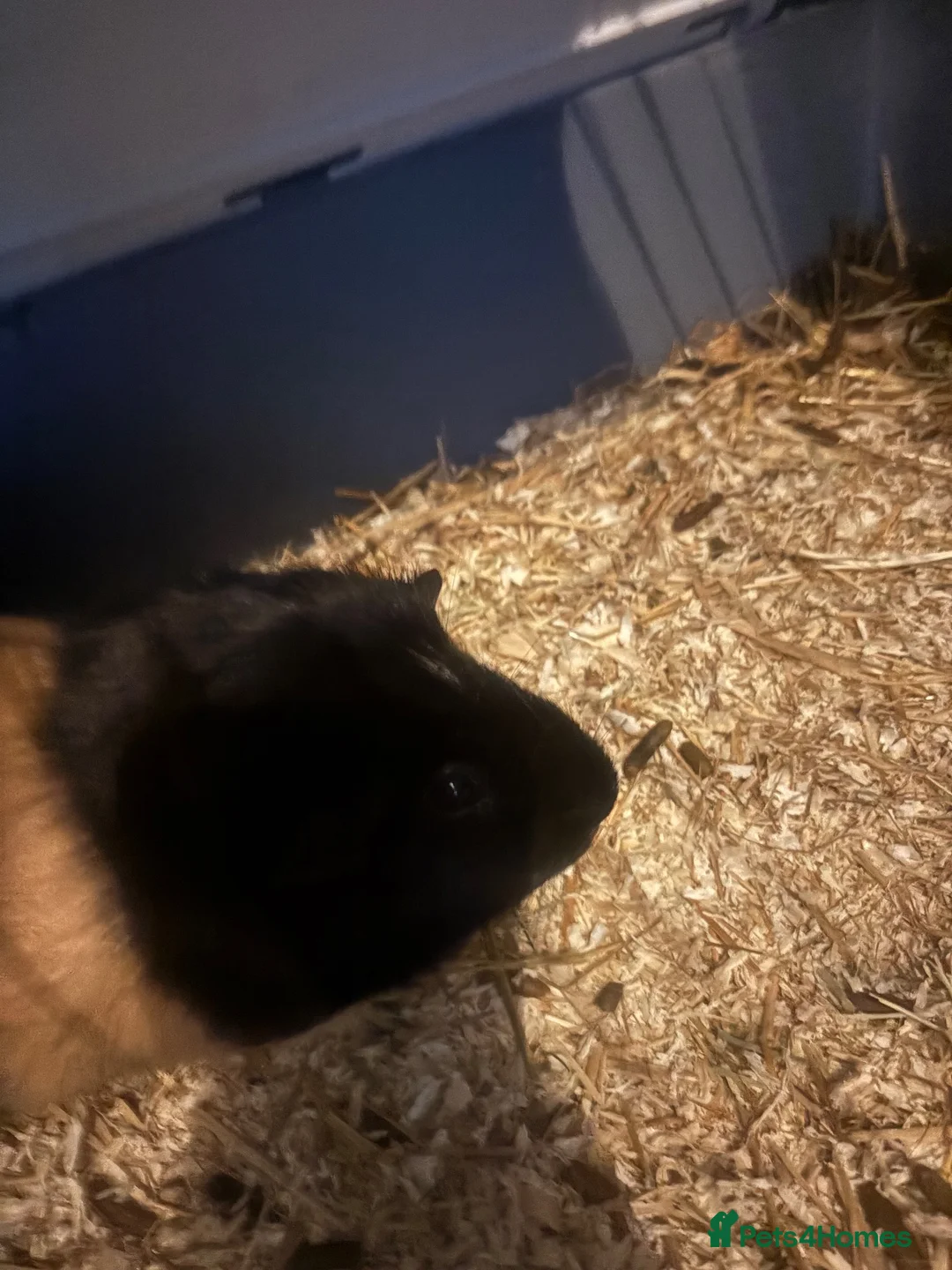Guinea Pig rodents for sale: 2 guinea pigs  in North Shields - Advert 3