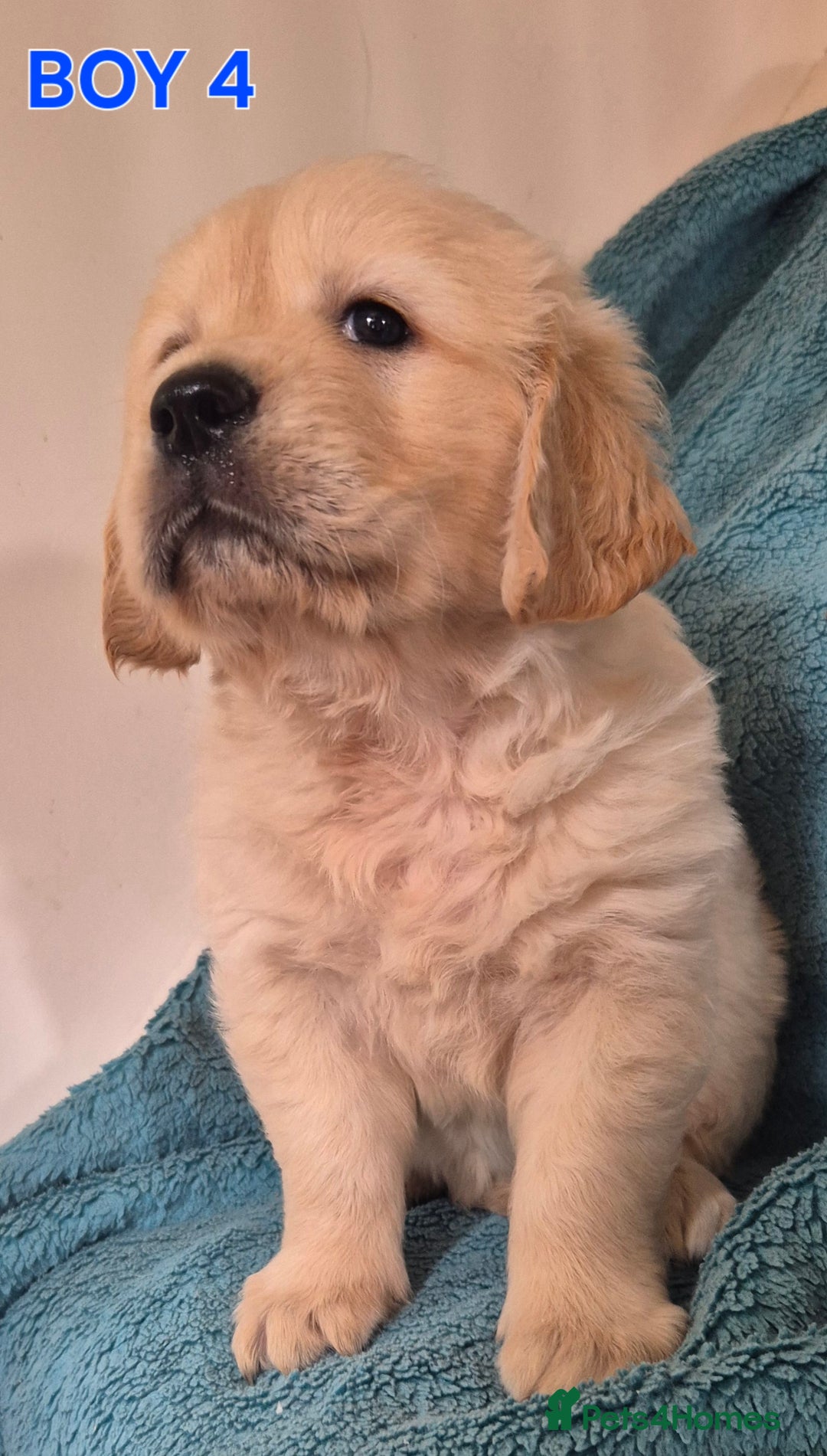 Golden Retriever dogs for sale: Show type Golden Retrievers health tested parents - Image 12