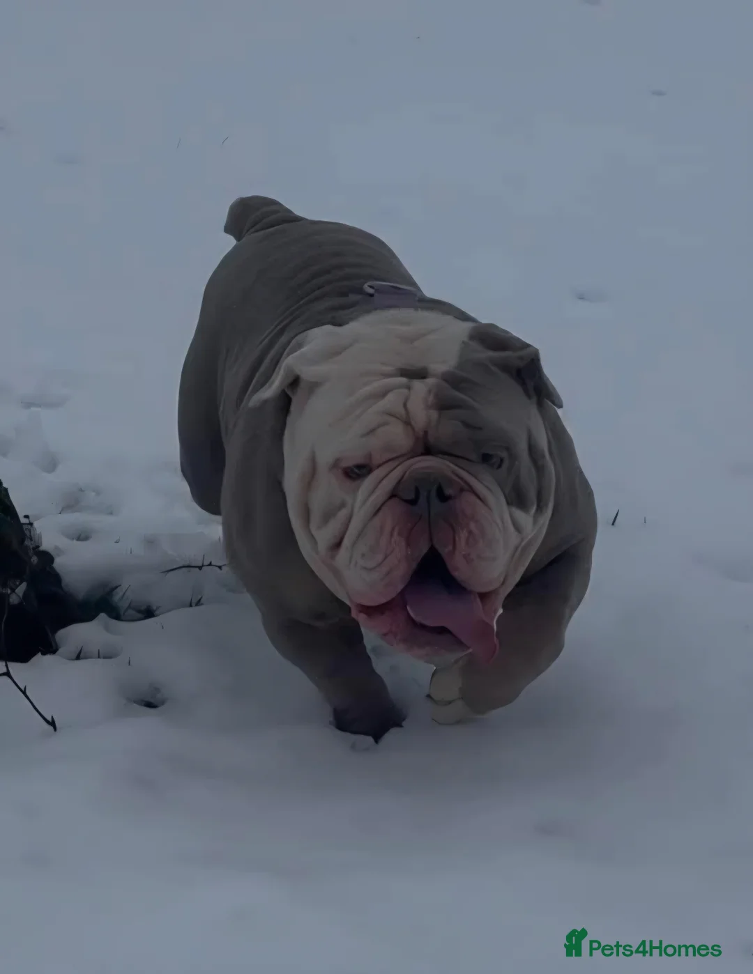 Olde English Bulldogge dogs for sale: Olde english bulldogge  - Advert 3