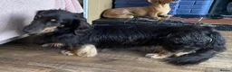Miniature Dachshund dogs for sale: 3 year old black & cream mini long hair dachshund - Advert 7