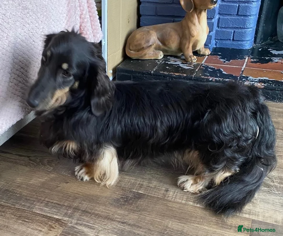 Miniature Dachshund dogs for sale: 3 year old black & cream mini long hair dachshund - Advert 7