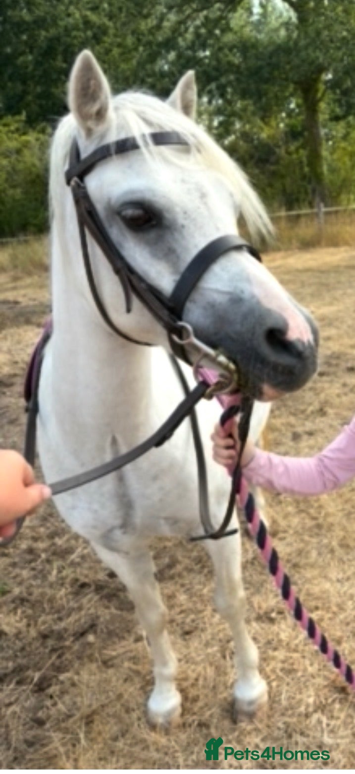 Welsh Section A horses 10yrs 11.2hh Welsh section a mare  - Advert 1