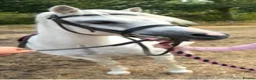 Welsh Section A horses for sale: 10yrs 11.2hh Welsh section a mare  in Wisbech - Advert 1