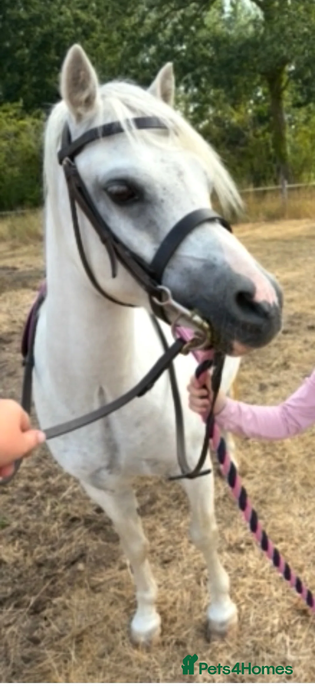 Welsh Section A horses for sale: 10yrs 11.2hh Welsh section a mare  in Wisbech - Advert 1