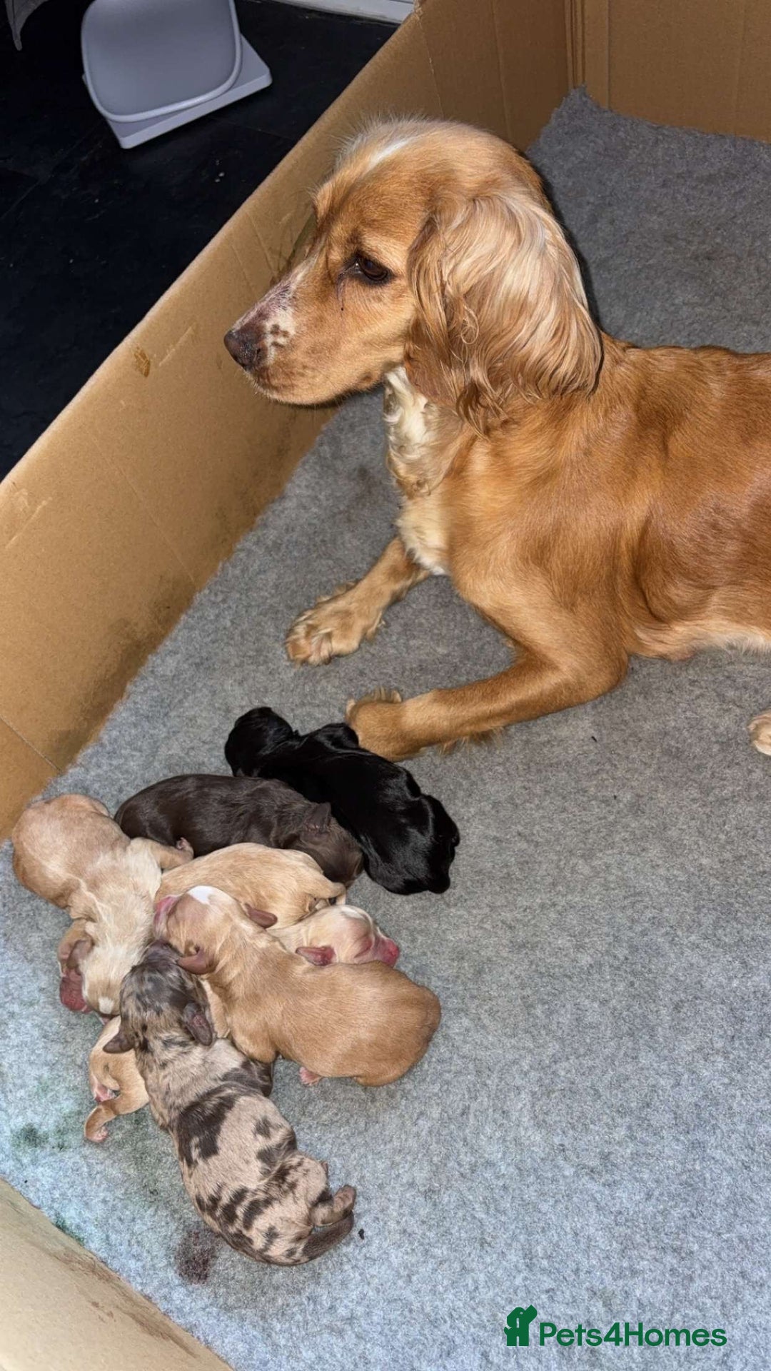 Sprocker dogs for sale: Beautiful Sprocker puppies - Image 17