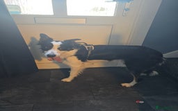 Border Collie dogs for sale: Border collie male tri colour  - Image 4