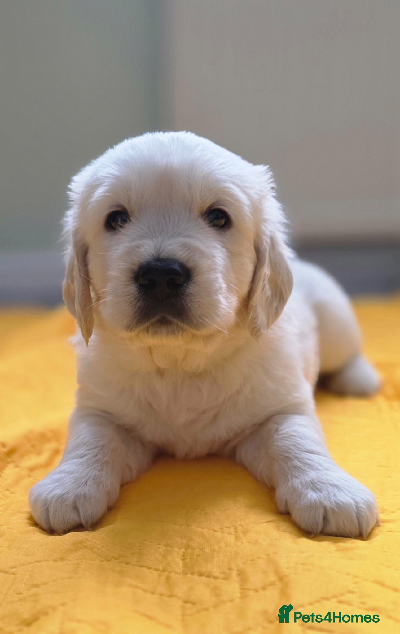 Golden Retriever dogs Golden Retriever Puppies - Advert 1