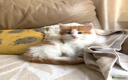 Mixed Breed cats for sale: Two girls and a boy Kuril bobtail mix - Image 7