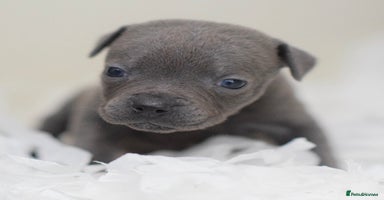 Staffordshire Bull Terrier dogs - Advert 5