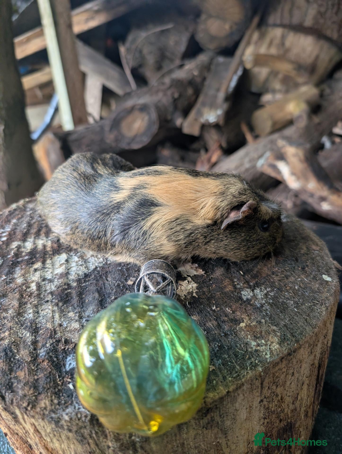 Guinea Pig rodents Guinea pigs - Advert 2