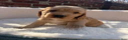 Cocker Spaniel dogs for sale: 🌟🌟🌟Beautiful English Gold Show Cocker Spaniel  - Advert 5