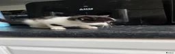 Mixed Breed cats for sale: Beautiful Boy tuxedo kitten  in Glasgow - Advert 3