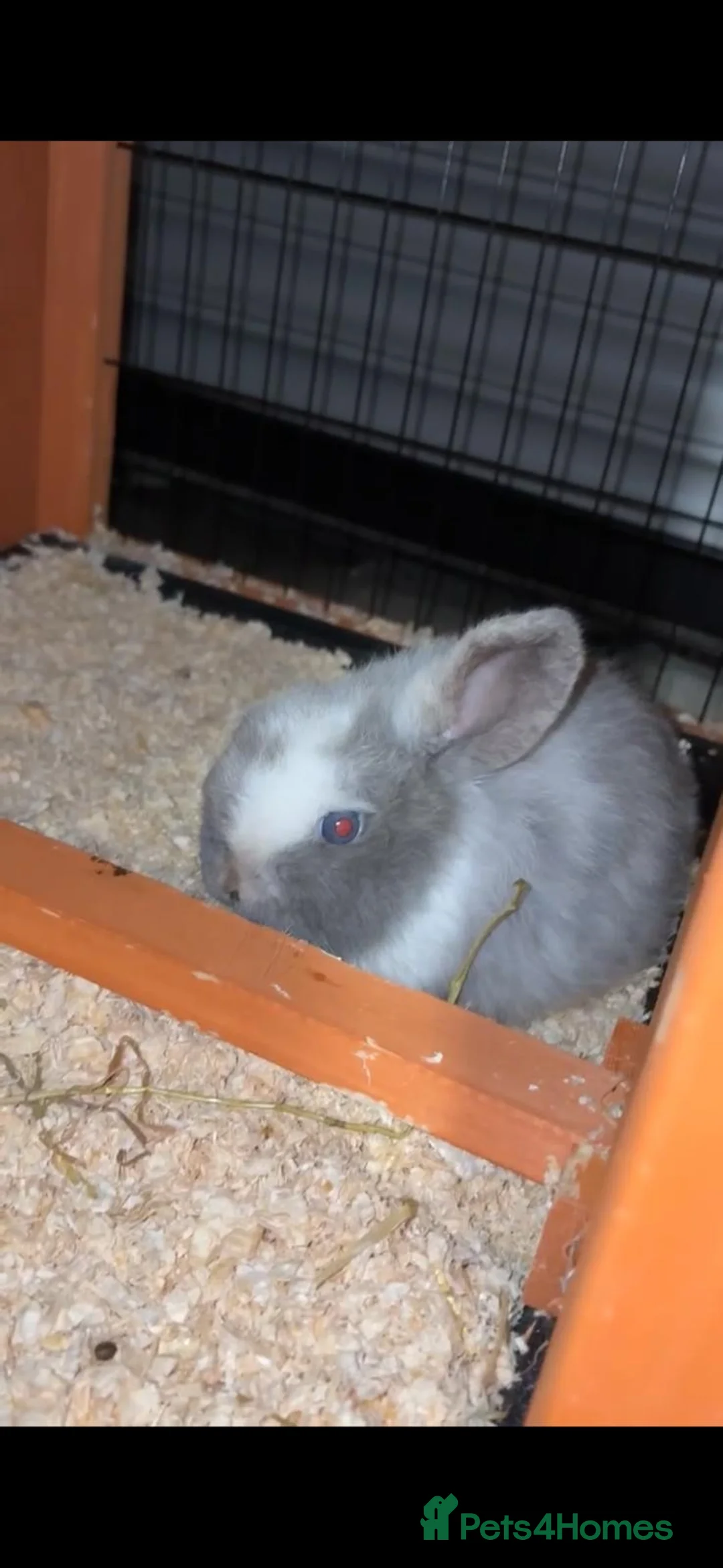 Mini Lop rabbits for sale: Mini lop boy  - Advert 1