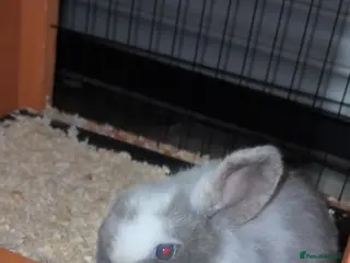 Mini Lop rabbits Mini lop boy - Advert 1