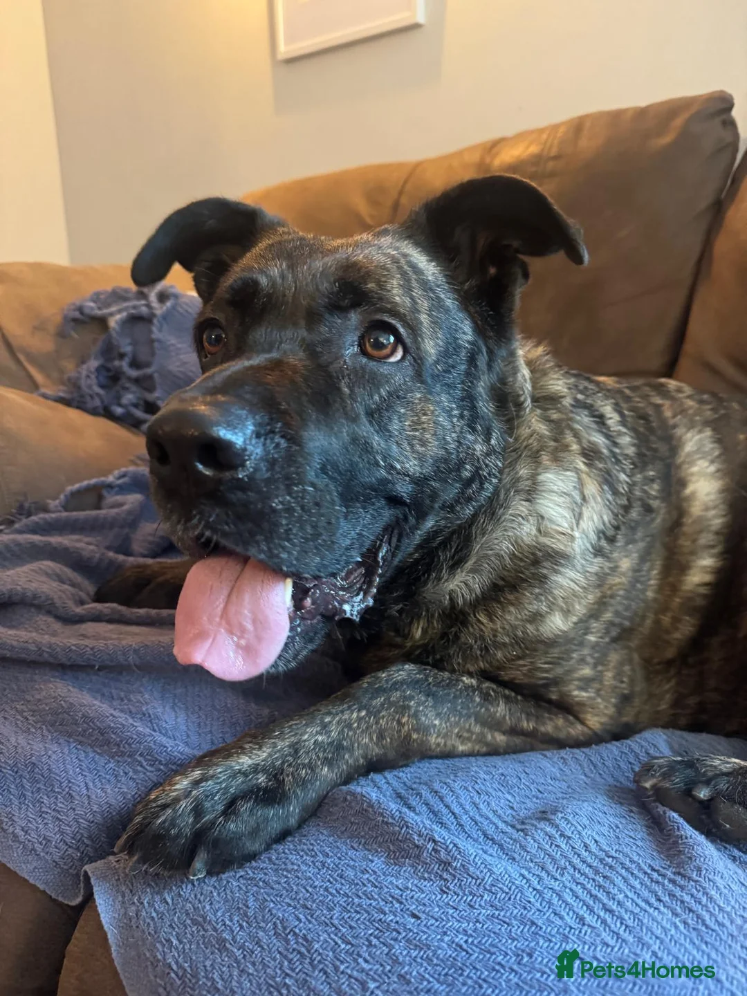 Mixed Breed dogs for adoption: Roxy ready for a quite life in St Neots - Advert 2