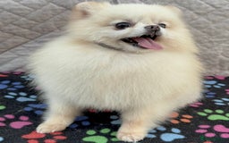 Pomeranian dogs for adoption: Molly’s Story: A Fragile Life Saved - Image 3