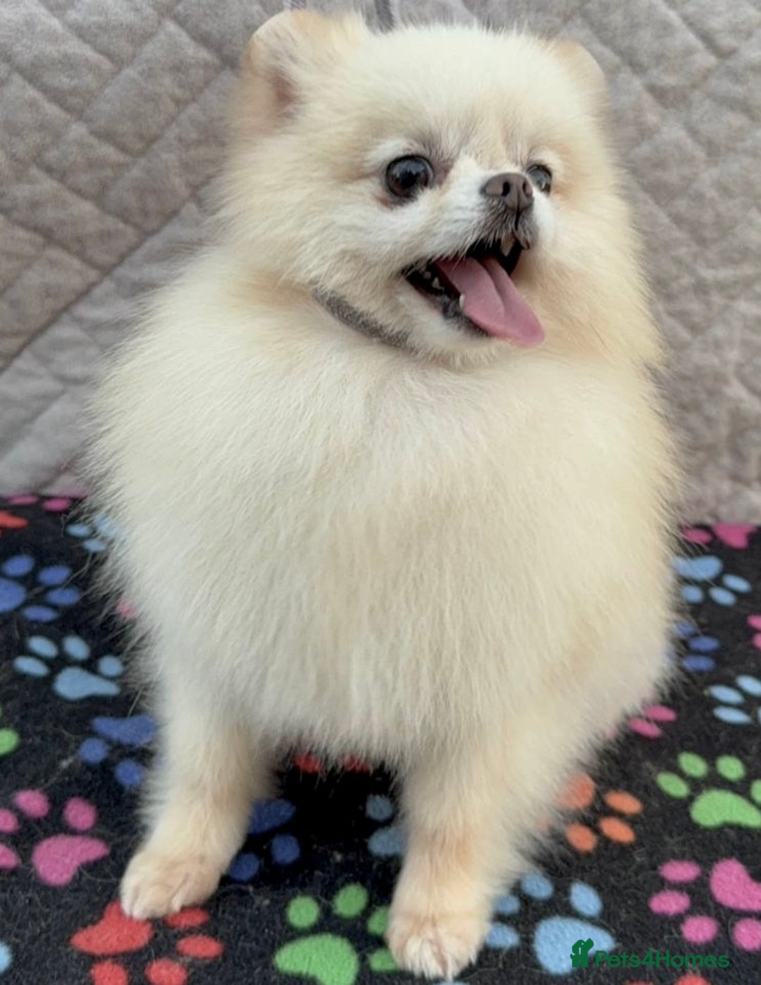 Pomeranian dogs for adoption: Molly’s Story: A Fragile Life Saved - Image 3