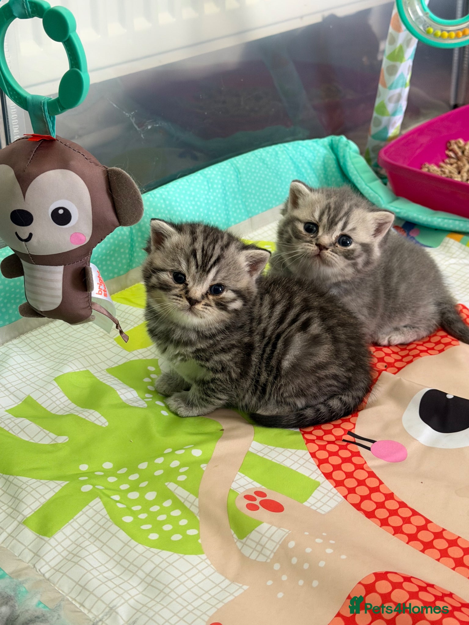 British Shorthair cats Stunning true to type British shorthair kittens - Advert 9