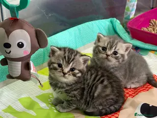 British Shorthair cats Stunning true to type British shorthair kittens - Advert 3