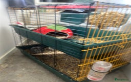 Guinea Pig rodents for sale: Lovely Paired male guinea pigs - Image 3