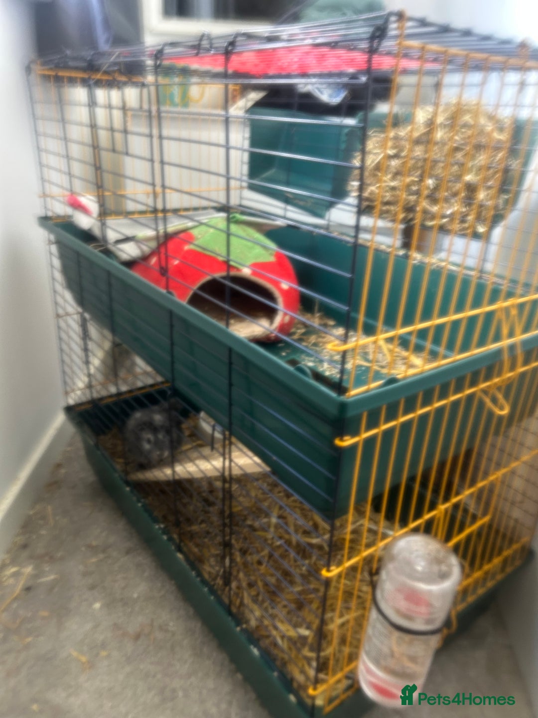 Guinea Pig rodents for sale: Lovely Paired male guinea pigs - Image 3