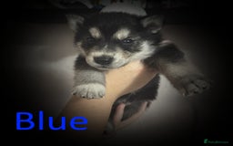 Shepsky dogs for sale: Siberian husky hybrid pups - Image 6