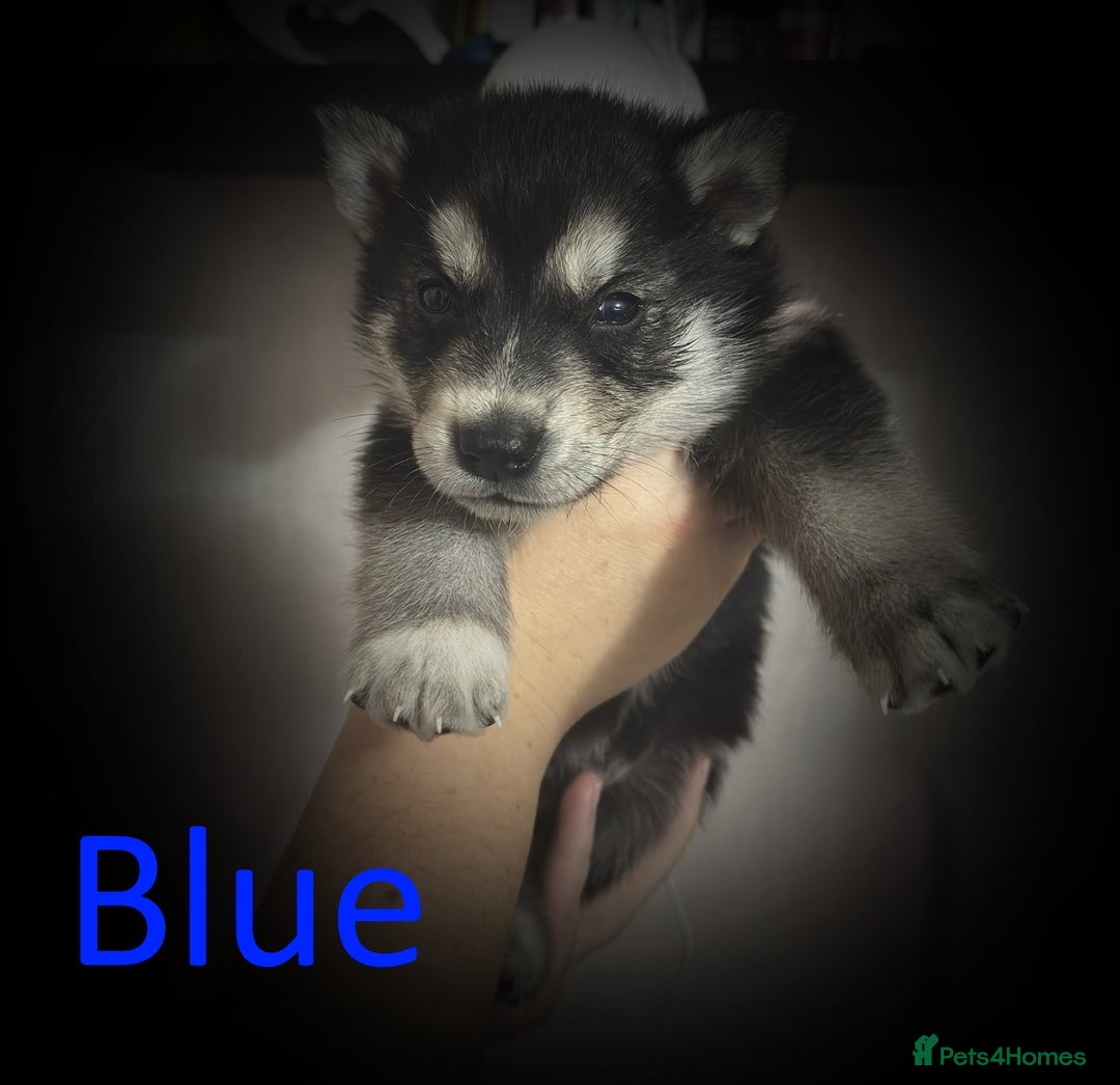 Shepsky dogs for sale: Siberian husky hybrid pups - Image 6