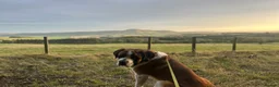 Saint Bernard dogs for stud: Saint Bernard stud - Advert 7