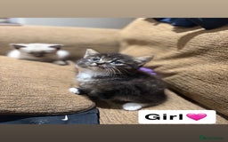 Mixed Breed cats for sale: Kittens for sale  - Advert 21