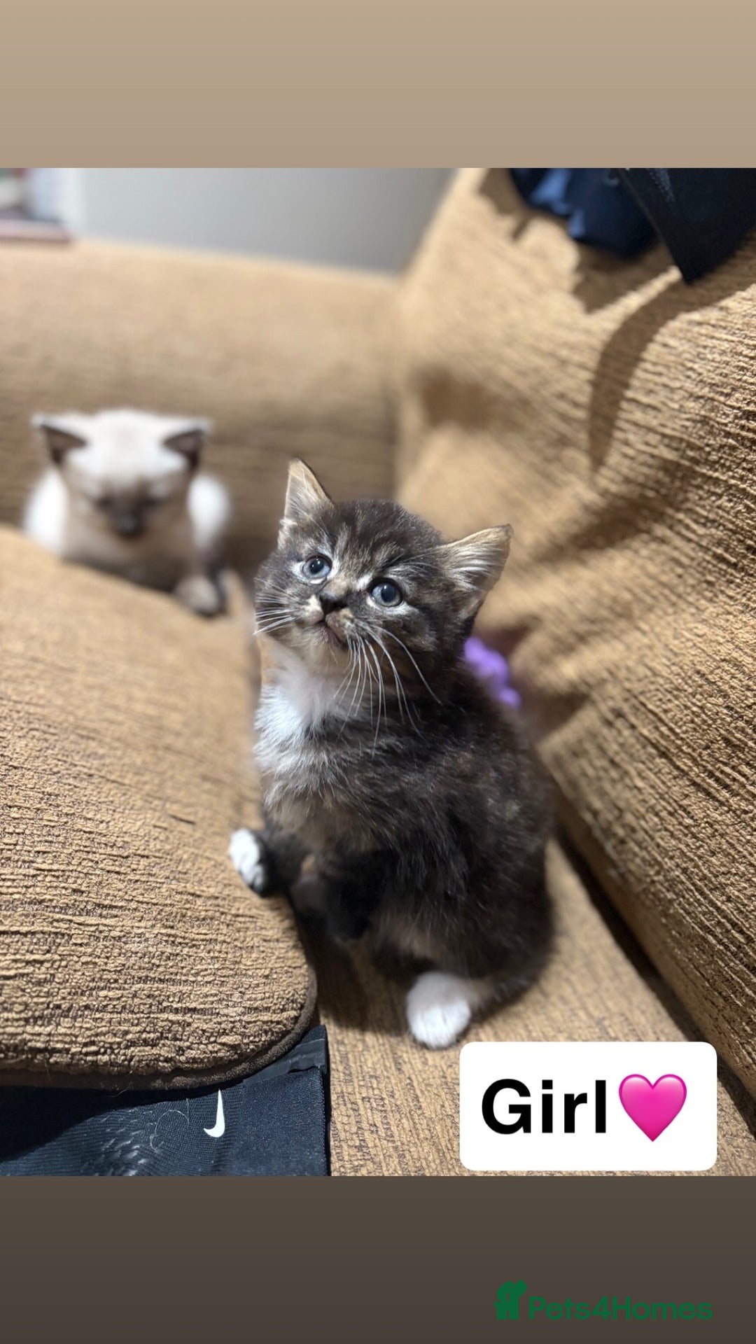 Mixed Breed cats for sale: Kittens for sale  - Advert 21