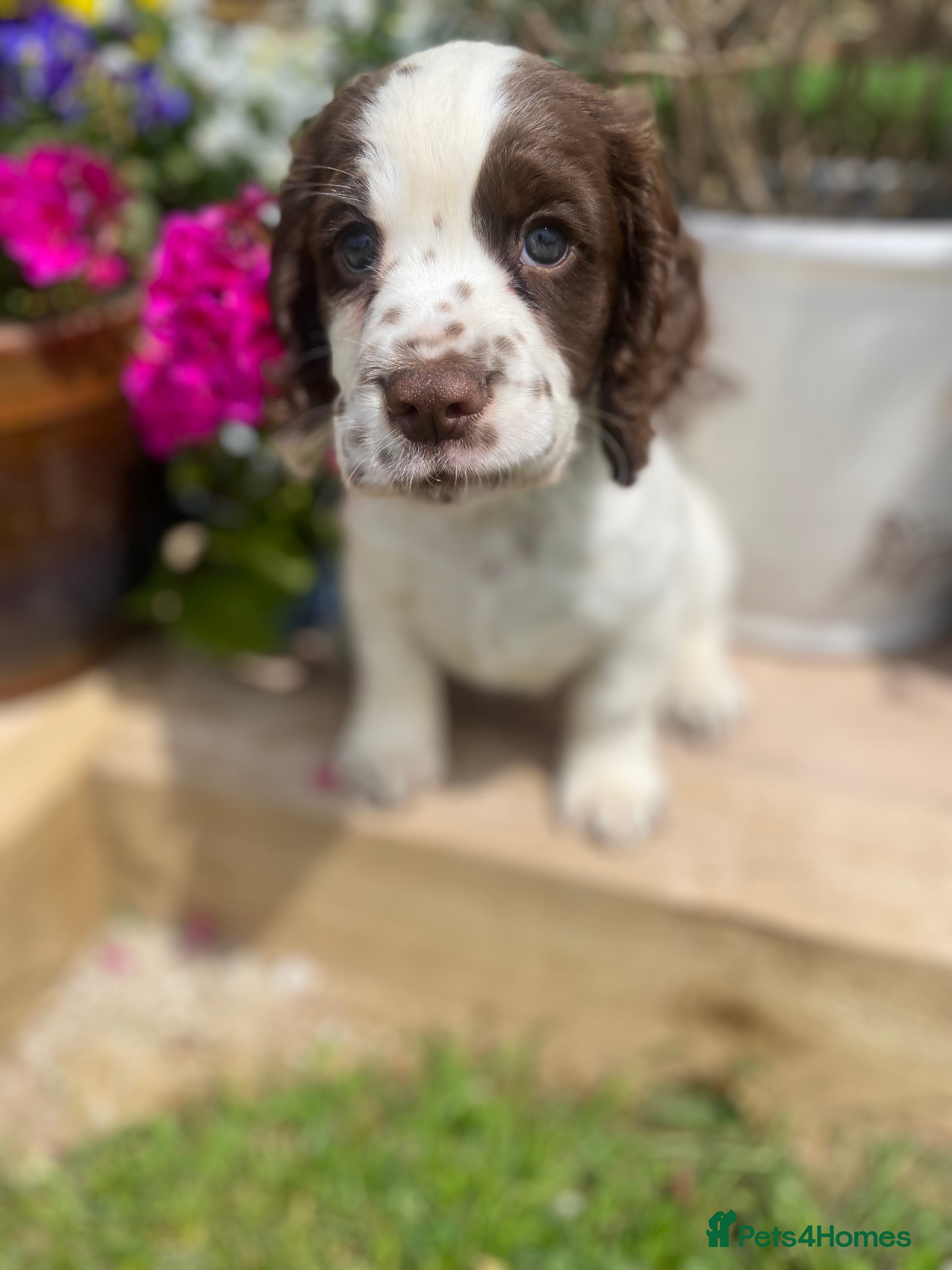 Cocker Spaniel dogs Beautiful Cocker Spaniel Pup - Advert 5