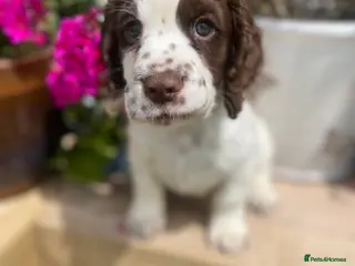 Cocker Spaniel dogs Beautiful Cocker Spaniel Pup - Advert 5
