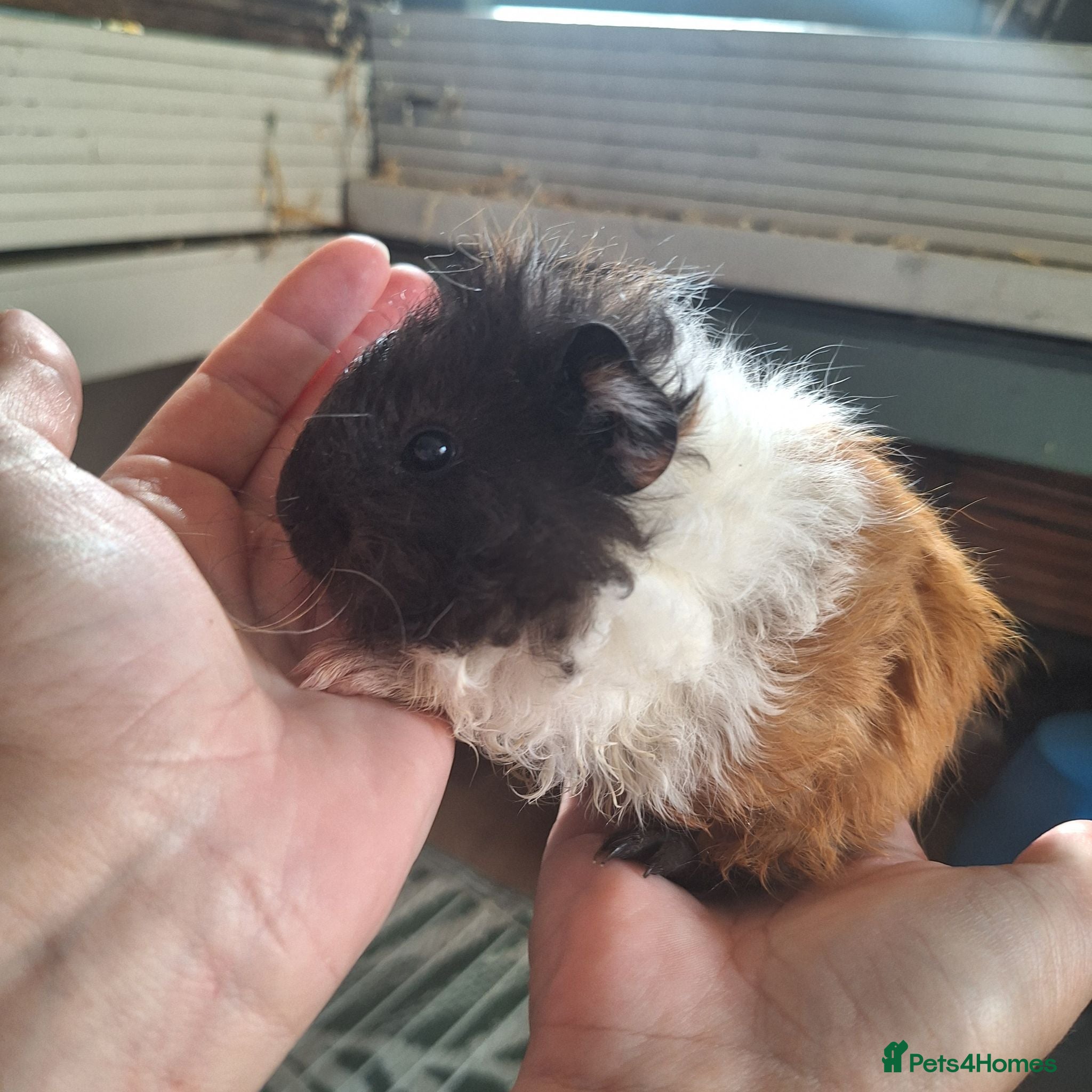 Guinea Pig rodents 3 baby Guinea pigs ready now  - Advert 1