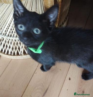 Mixed Breed cats KERRY, KENDAL,  - Advert 9