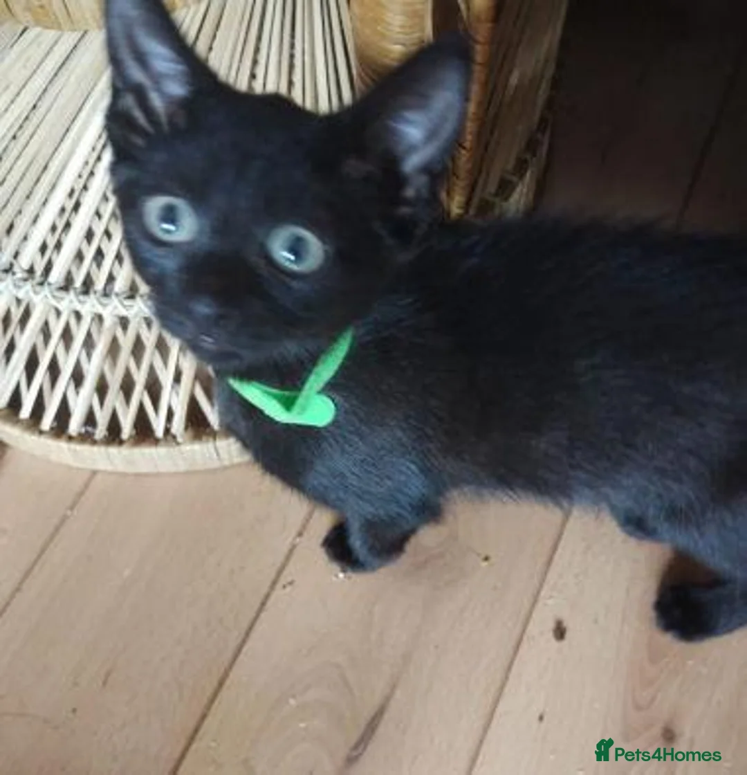 Mixed Breed cats for adoption: KERRY, KENDAL, KODA, KEVIN - Advert 2