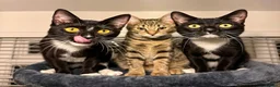 Mixed Breed cats for sale: Asu - The Beautiful Transformation - Advert 3